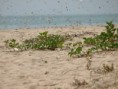 /album/photogallery/mass-migration-of-butterflies-tanji-beach-jpg/